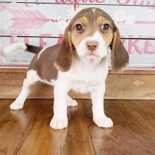 Beagle puppies for adoption(stancyvalma@gmail.com)