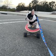 CKC French Bulldog Puppies