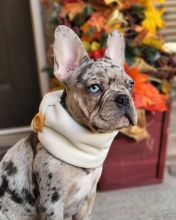 Cute and Affectionate male and female French Bulldog Puppies for adoption