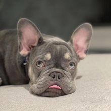 Cute and gorgeous male and female French Bulldog puppies.