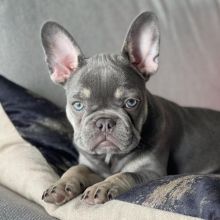 Cute and gorgeous male and female French Bulldog puppies.