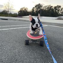 cute and lovely French bulldog Puppies