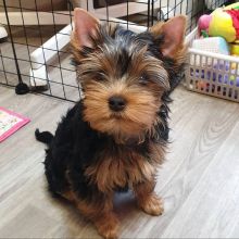 cute yorkie puppies available