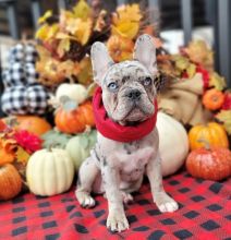 French bulldog Puppies, Adorable, Rare, REGISTERED