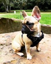 French Bulldog Puppies Available