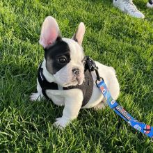 Healthy French Bulldog Puppies Available