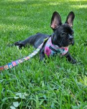 Home raised Male and Female French Bulldog Puppies