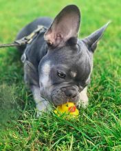 Lovely French bulldog puppies seeking a new home