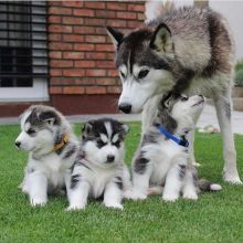 Siberian Husky puppies for adoption (elizabethjames11321@gmail.com)