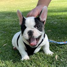 Two Cute French Bulldog Puppies