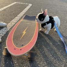 Well Trained French Bulldog Puppies