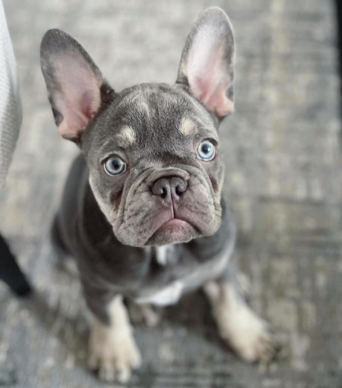 Adorable Potty Trained French Bulldog Puppies For Adoption Image eClassifieds4u