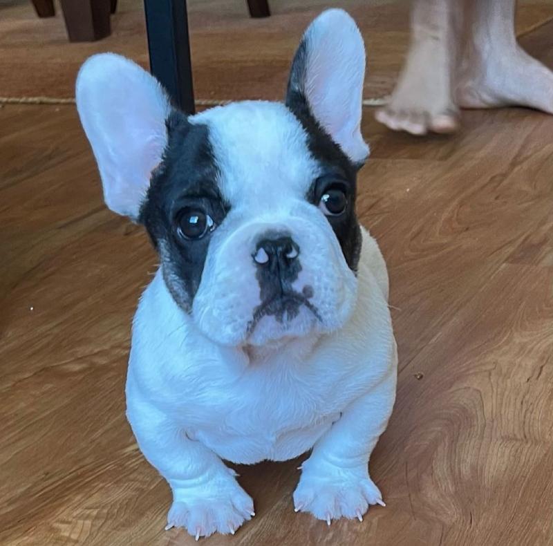 Amazing French Bulldog Puppies Image eClassifieds4u