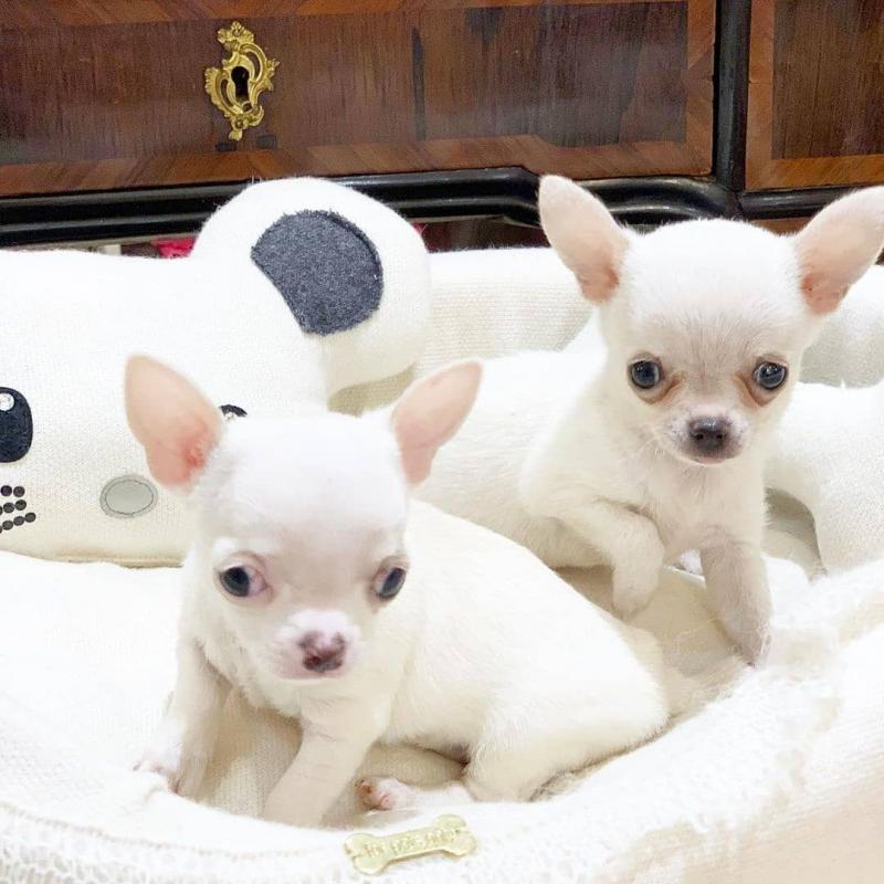 Chihuahua puppies for adoption [gracecatlin6@gmail.com ] Image eClassifieds4u