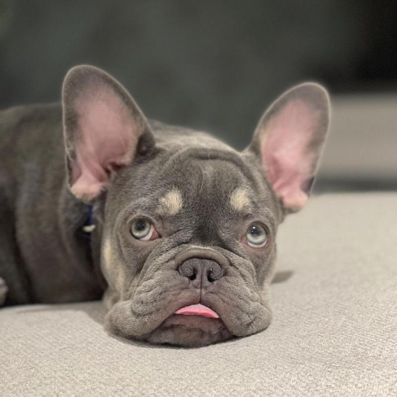 Cute and gorgeous male and female French Bulldog puppies. Image eClassifieds4u