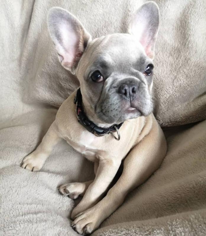 Cute French Bulldog Puppies for Sale Image eClassifieds4u