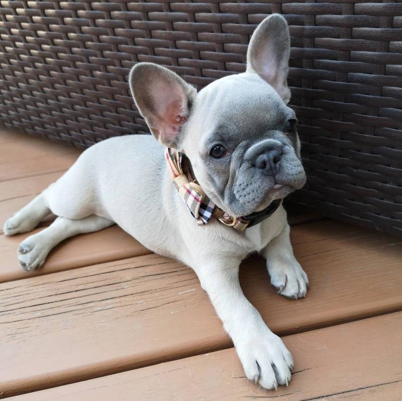 Cute French Bulldog Puppies for Sale Image eClassifieds4u