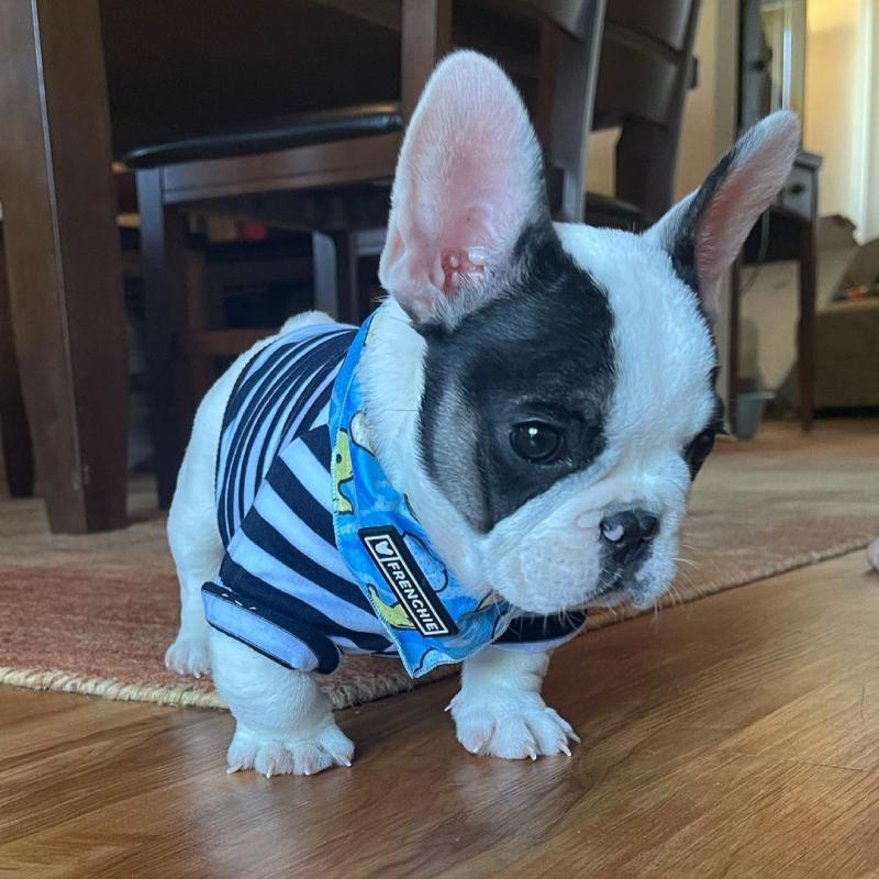 Excellent French bulldog puppies Image eClassifieds4u