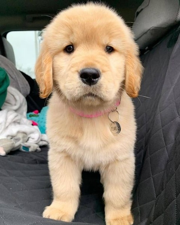Golden Retriever puppies for adoption(stellajames1243@gmail.com) Image eClassifieds4u