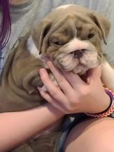 ❤️2 English Bulldog puppies available❤️*tellopsilvia@gmail.com* Image eClassifieds4u 2