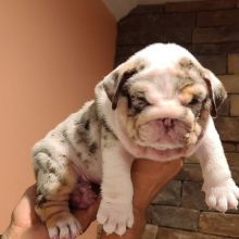 ❤️Gorgeous English Bulldog puppies available❤️*tellopsilvia@gmail.com* Image eClassifieds4u 2
