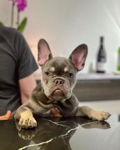 Babyface French Bulldog Puppies For Free Adoption Image eClassifieds4u 2