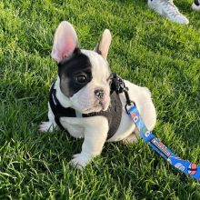 CKC French Bulldog Puppies Image eClassifieds4u 2
