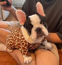 CKC French Bulldog Puppies Available Image eClassifieds4u 1