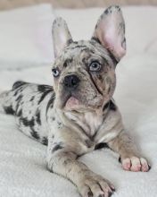Cute and Affectionate male and female French Bulldog Puppies for adoption Image eClassifieds4u 2