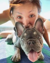 Cute and gorgeous male and female French Bulldog puppies. Image eClassifieds4u 2