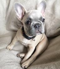 Cute French Bulldog Puppies for Sale Image eClassifieds4u 2