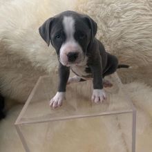cute Shiba inu puppies for sale Image eClassifieds4u 2
