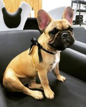 French Bulldog Puppies Available Image eClassifieds4u 2