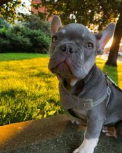 Two Healthy Male and Female French Bulldog Puppies Image eClassifieds4u 1