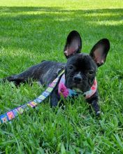 Home raised Male and Female French Bulldog Puppies Image eClassifieds4u 2