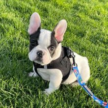 Intelligent Joyful French Bulldog puppies for lovely home Image eClassifieds4u 2