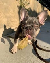 Lovely French bulldog puppies seeking a new home Image eClassifieds4u 2