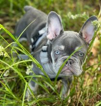 TWO GORGEOUS FRENCH BULLDOG PUPPIES FOR ADOPTION Image eClassifieds4u 2