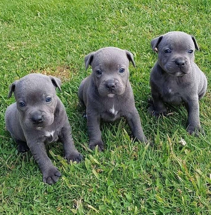 Staffy puppies for adoption(suzanmoore73@gmail.com) Image eClassifieds4u