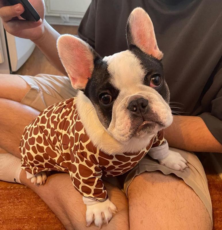Top Quality French Bulldog Puppies Image eClassifieds4u