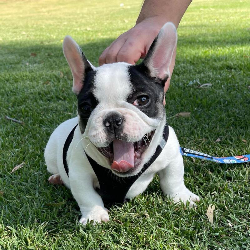Two Cute French Bulldog Puppies Image eClassifieds4u