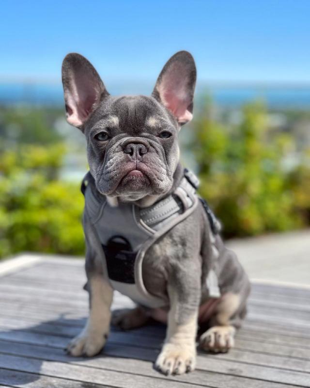 %100 Champion Bloodline French Bulldog Puppies Image eClassifieds4u