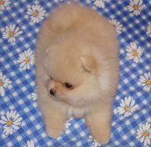 Adorable Male and Female Pomeranian Puppies
