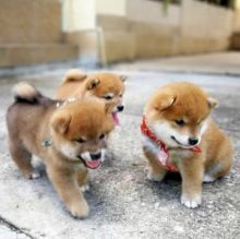 adorable shiba inu pups ready for a new home