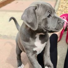 AKC REGISTERED STAFFY PUPPIES FOR SALE