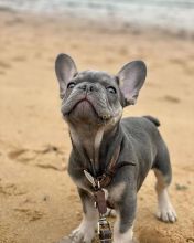 Beautiful Registered French Bulldogs Puppies