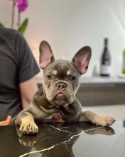 Charming Male and Female French Bulldog puppies for Sale