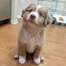 cute australian sherperd pup for sale