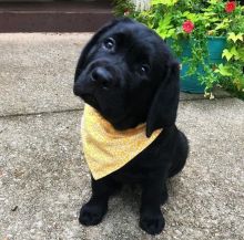 Cute Lovely labrador retriever for sale