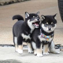 cute male shiba inu puppies for sale